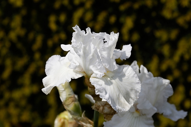 Jardin des Impressionnistes-MAI14-030